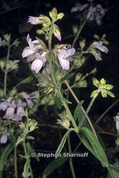 collinsia childi 5 graphic